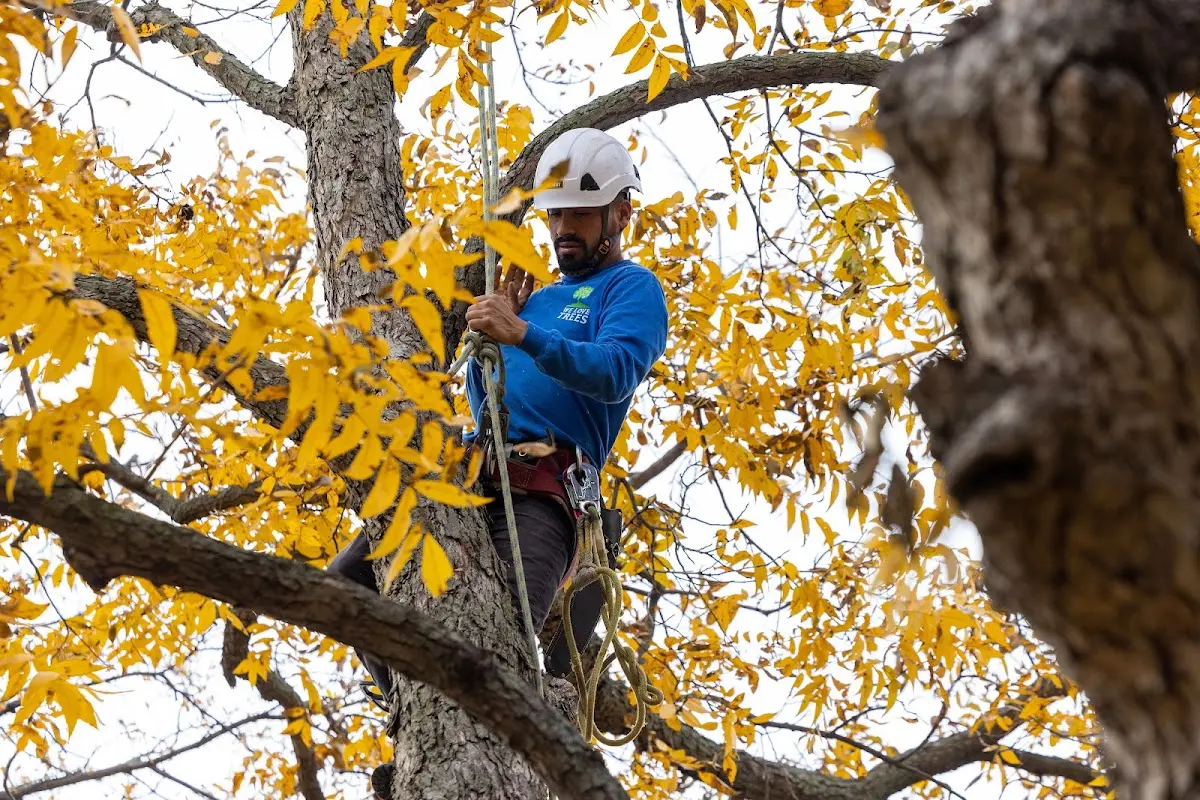 Skilled Tree Planing crew working in Millstone Township
