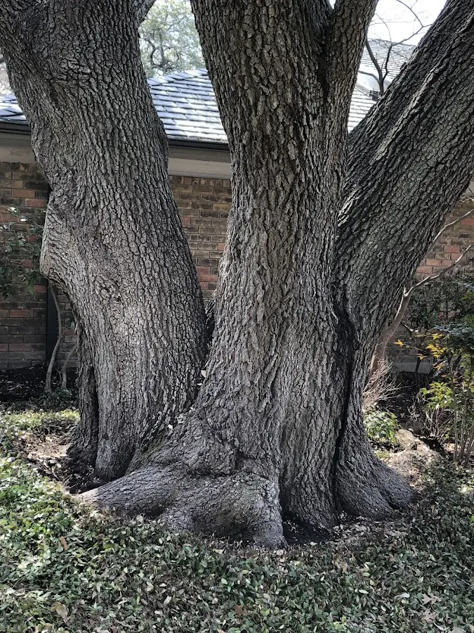 Mature heritage tree close to a Millstone Township property cared for by certified arborists